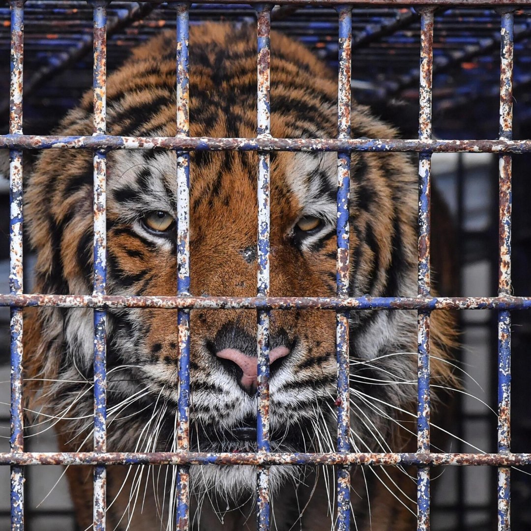 tigre