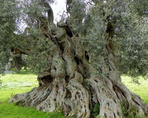 ulivo secolare selvatico