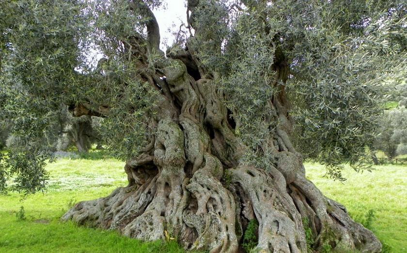 ulivo secolare selvatico