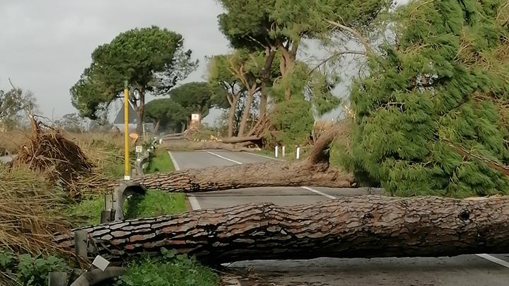 ALBERI CADUTI APPIA