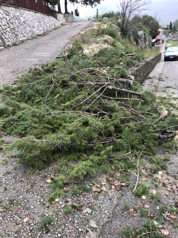 Alberature in strada via Libero de Libero a Lenola