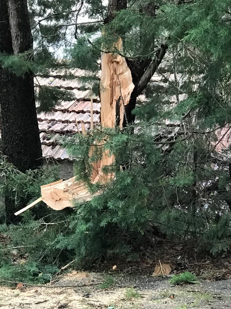Alberature in strada via Libero de Libero a Lenola