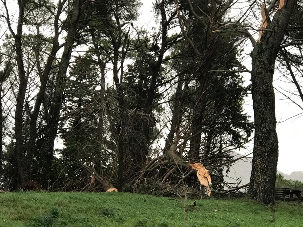 Pini abbattuti nella pineta del parco Mondragon di Lenola