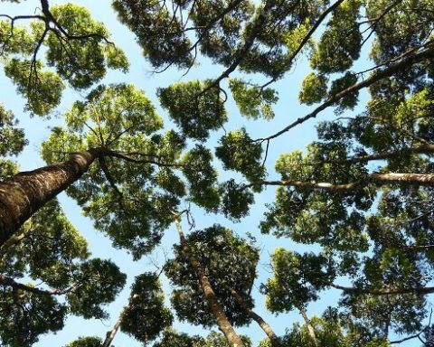 alberi