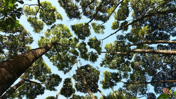 alberi
