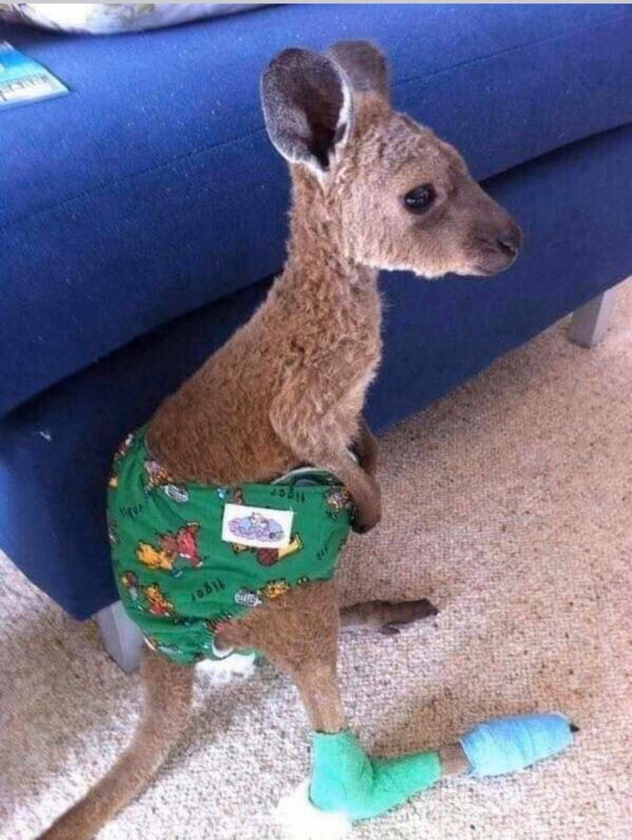 Il cucciolo di canguro ferito dalla cittadina di Cori emigrata in Australia