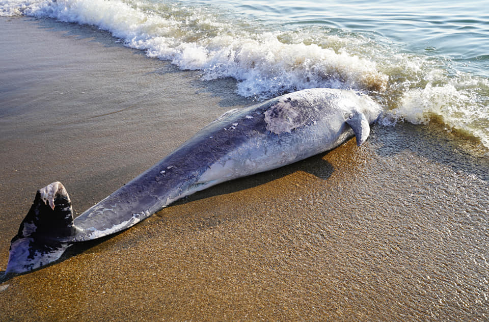 Delfino