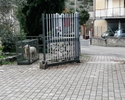 Itri - Un cane accalappiato in una gabbia