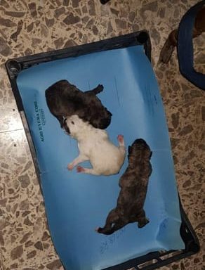 cuccioli salvati-2