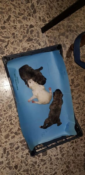 cuccioli salvati-2