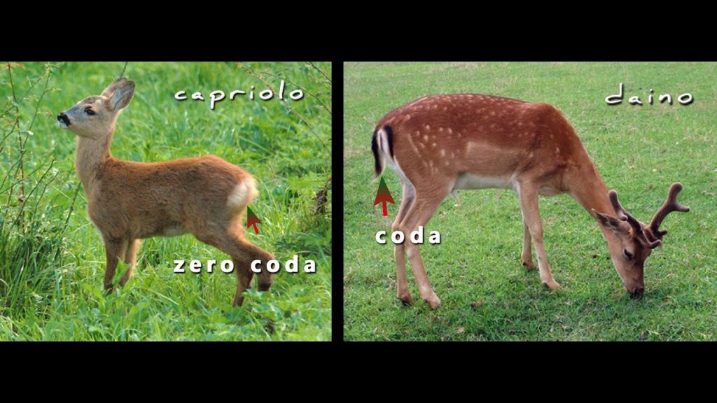 Come distinguere un capriolo da un daino al primo colpo d'occhio