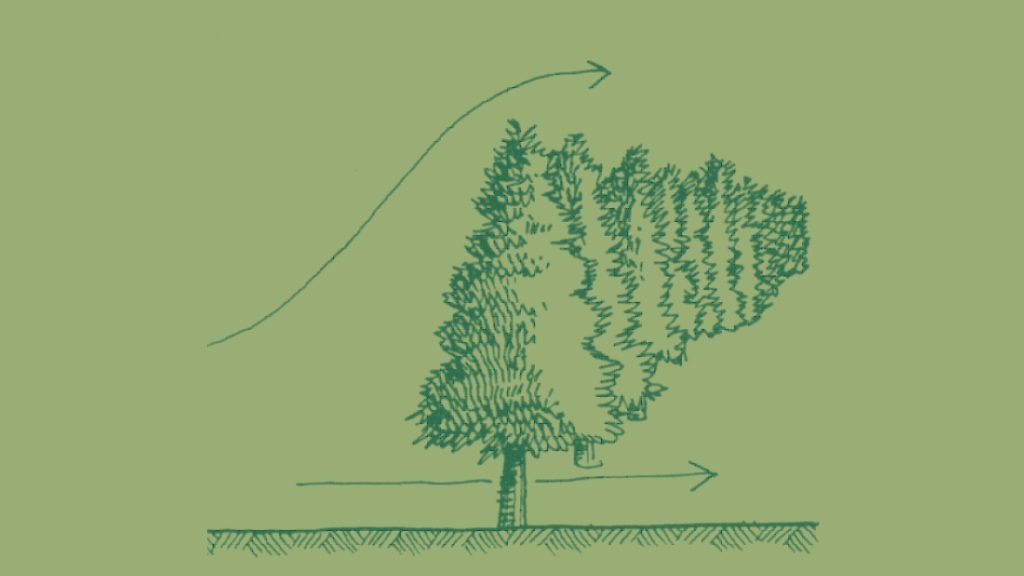 alberi frangivento