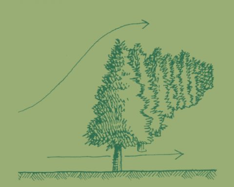 alberi frangivento