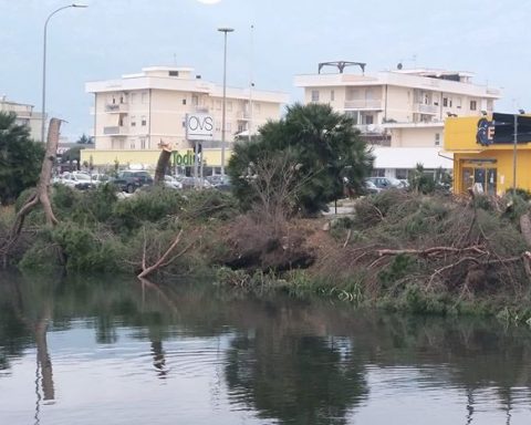strage di alberi a Terracina