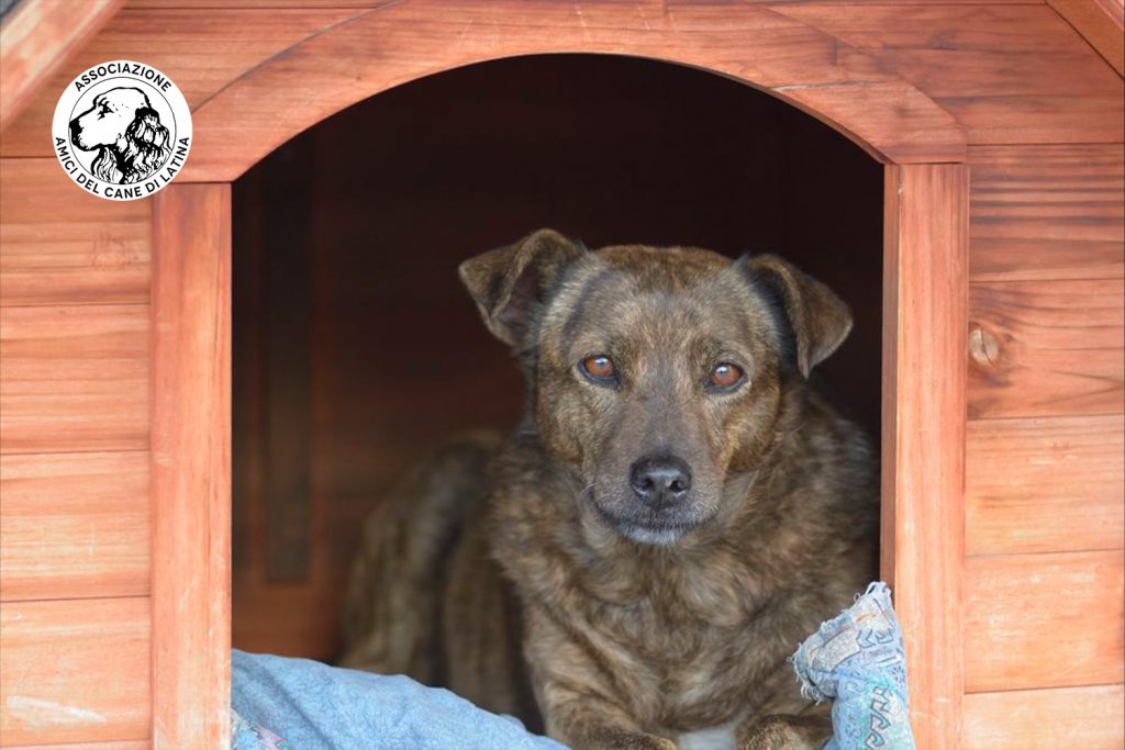 Amici del Cane di Latina 1