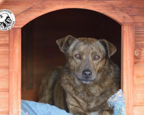 Amici del Cane di Latina 1