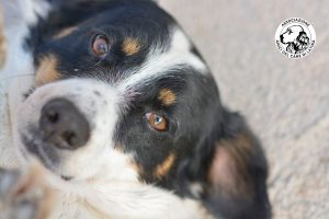 Amici del Cane di Latina 2