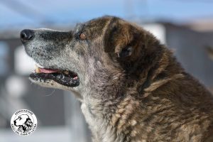 Amici del Cane di Latina 3