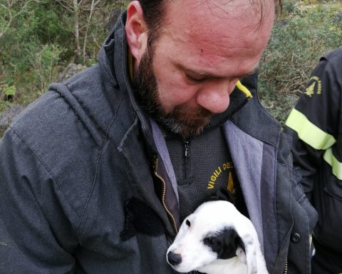 Salvataggio del cane