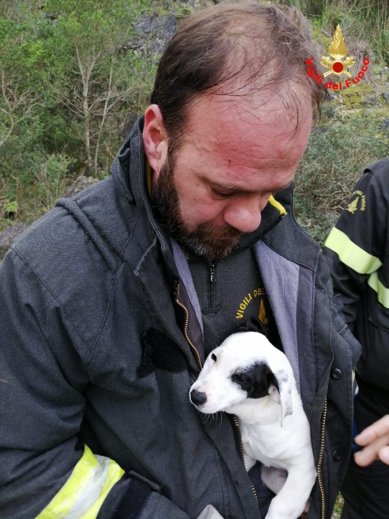 Salvataggio del cane