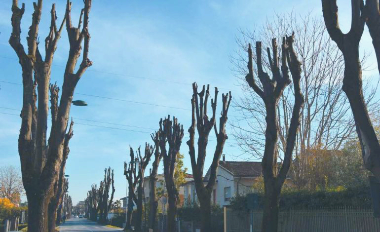 capitozzatura degli alberi