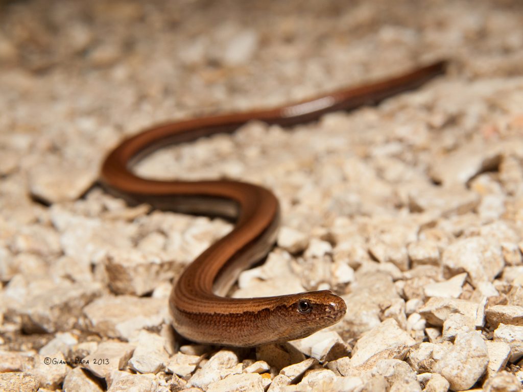 Orbettino (Angius fragilis)