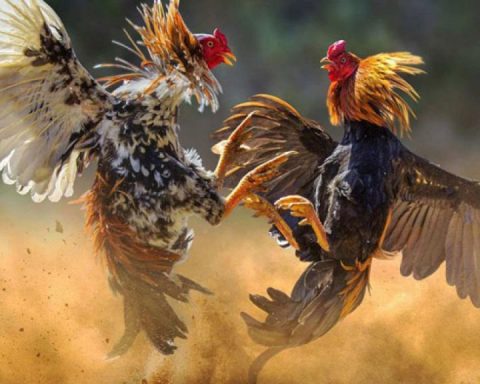 Galli da combattimento