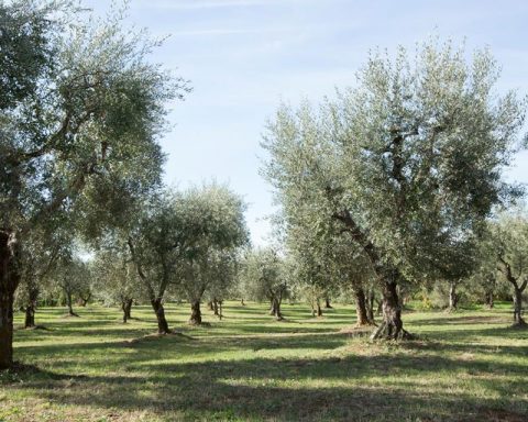 Oliveto Molino 7cento