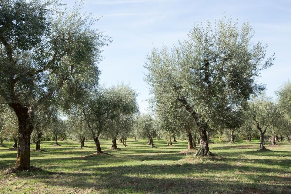 Oliveto Molino 7cento