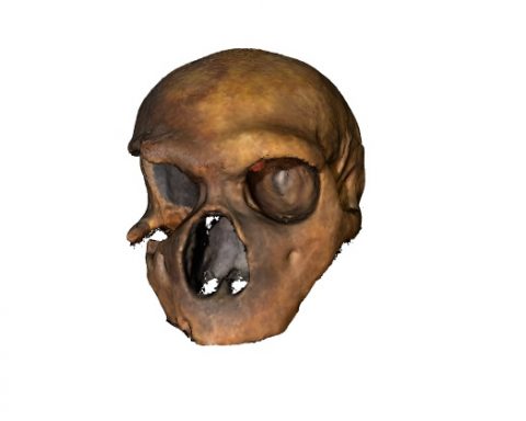 Cranio