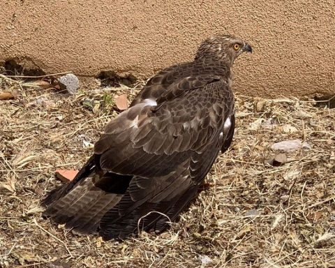 Terracina Uccello