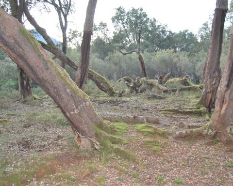 Sughere cadute dopo il disseccamento – Sughereta di San Vito a Monte San Biagio