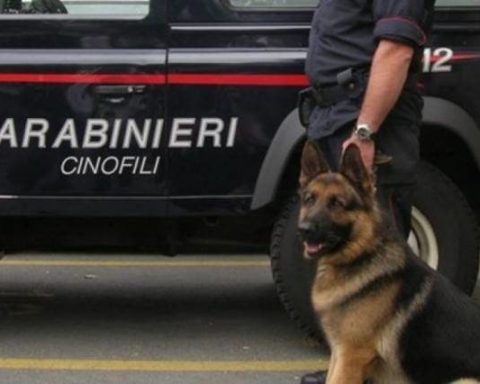 cinofili