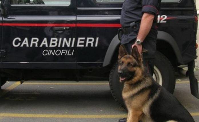 cinofili