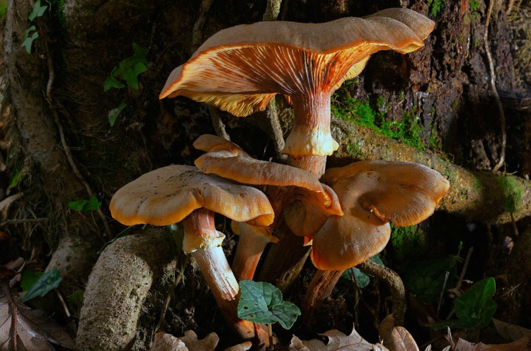 funghi
