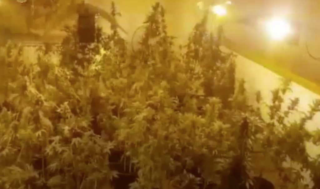 marijuana