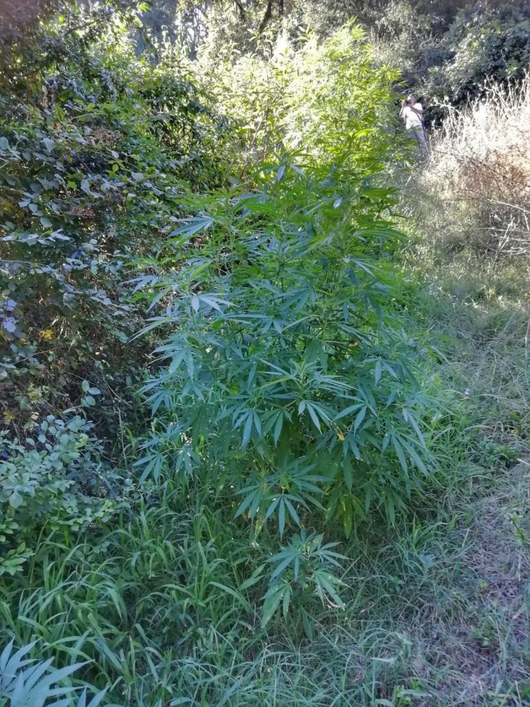 marijuana-Aprilia