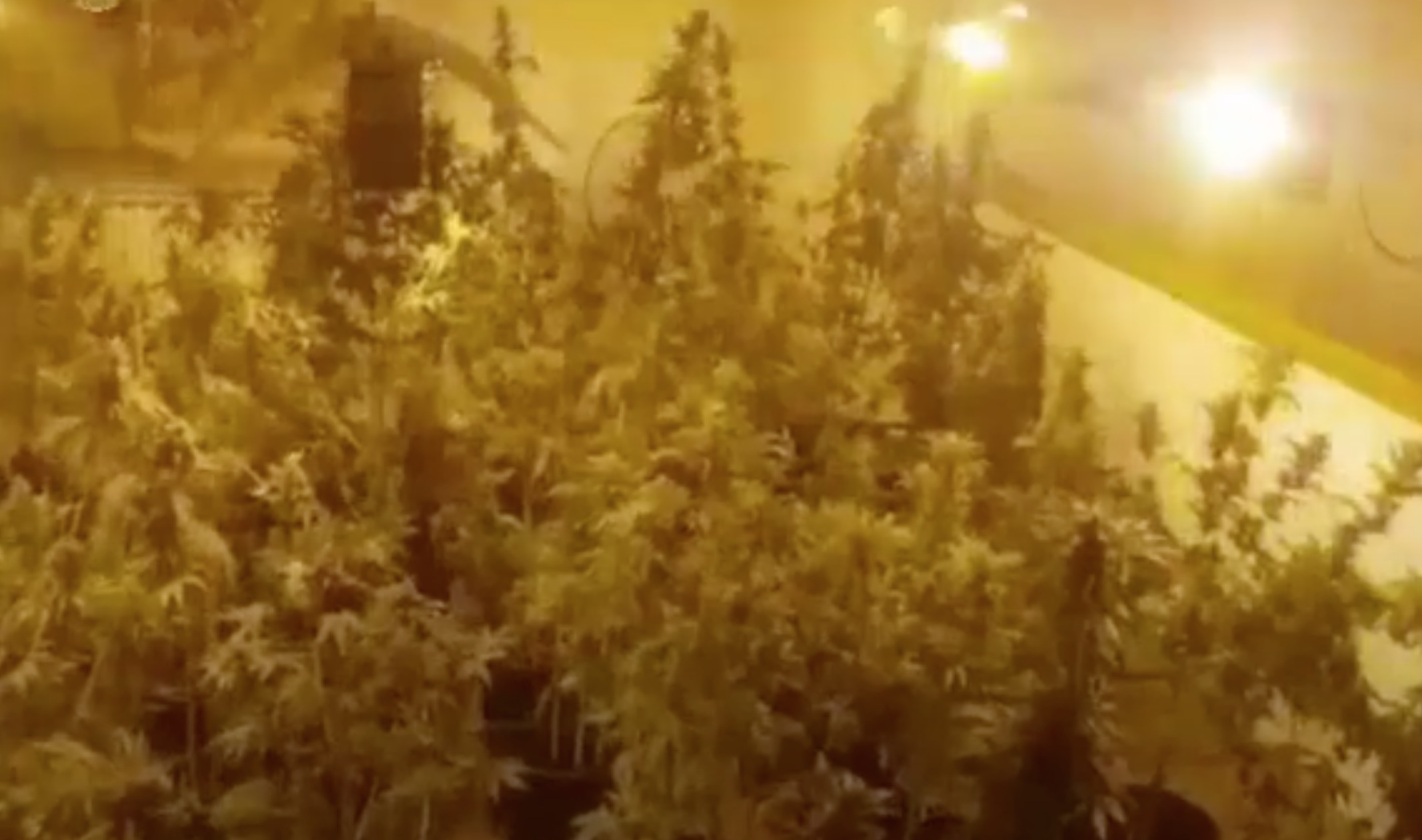 marijuana