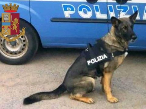 cane antidroga