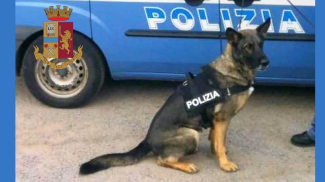 cane antidroga