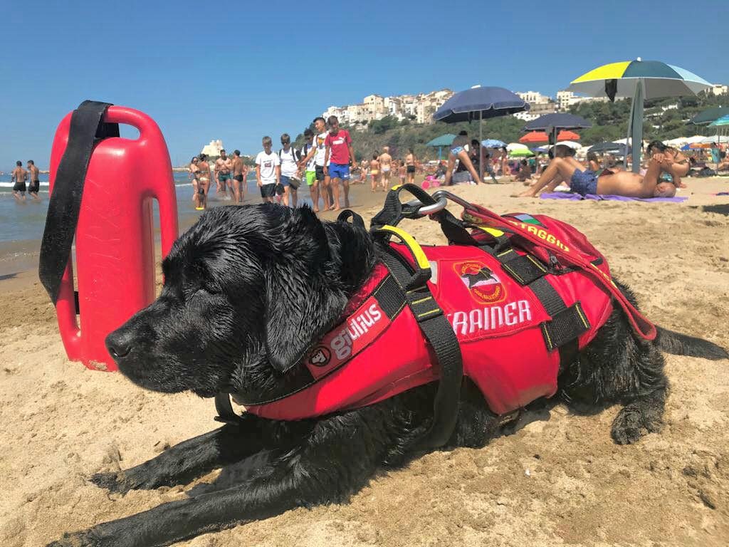 cane bagnino