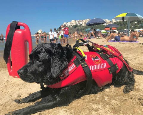 cane bagnino