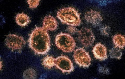 coronavirus