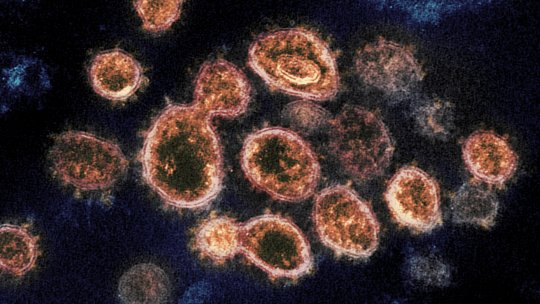 coronavirus