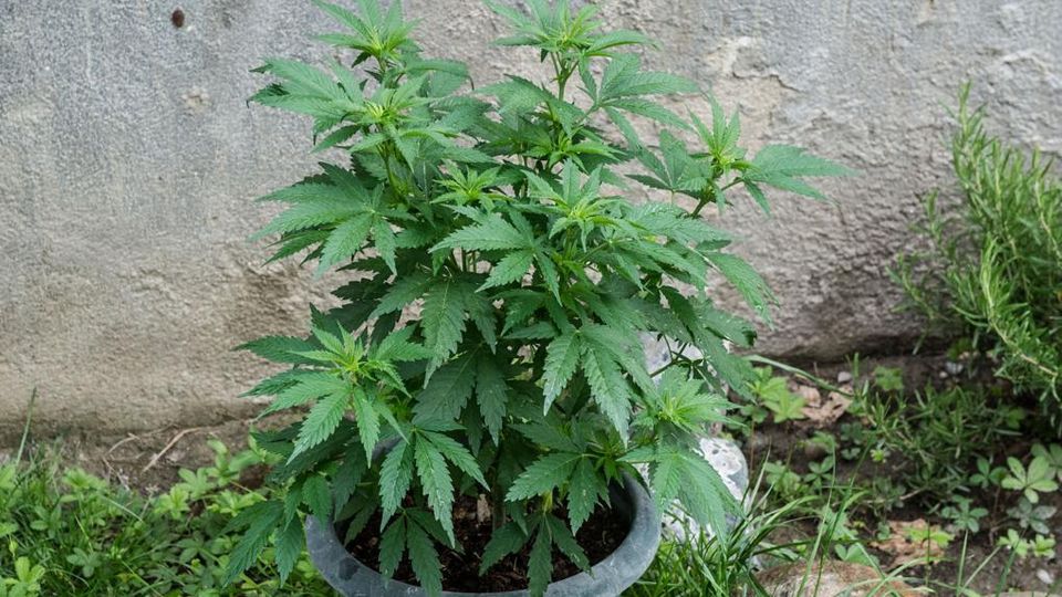 marijuana