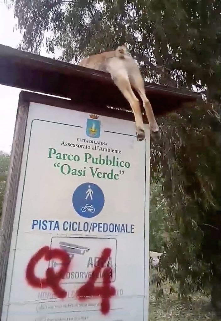 volpe