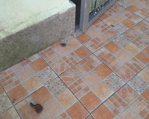 Escrementi di fronte alla casa di Galliano e Castelli