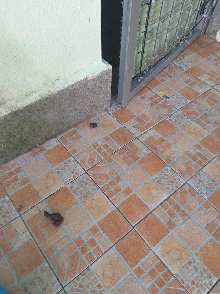 Escrementi di fronte alla casa di Galliano e Castelli