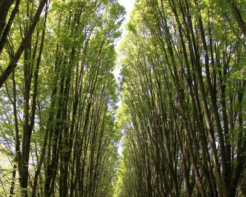 Il viale dei carpini di Ninfa
