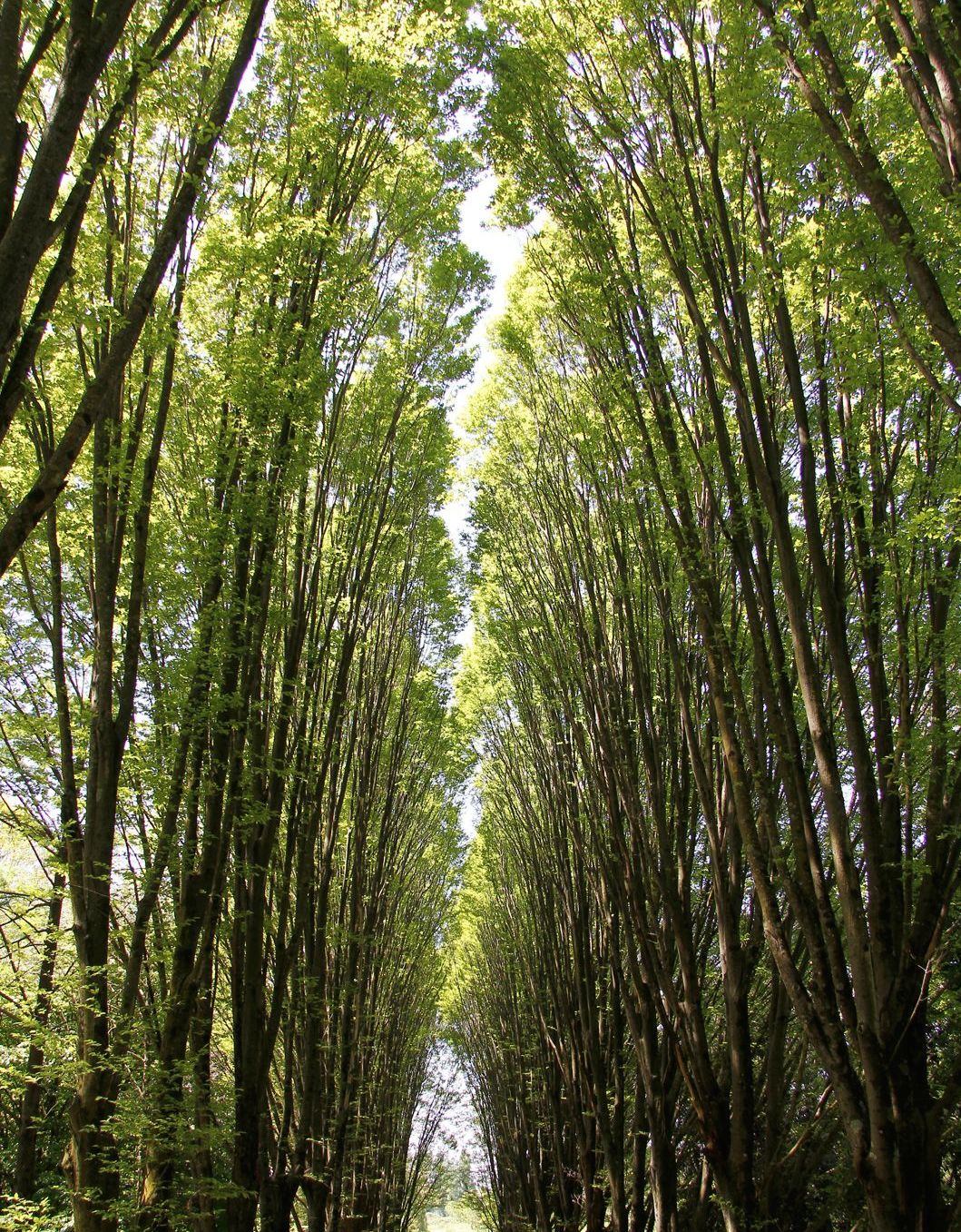 Il viale dei carpini di Ninfa